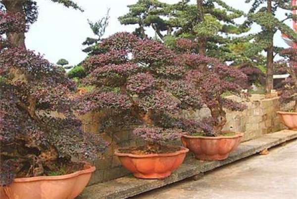 Matters needing attention in cultivation of Carthamus tinctorius