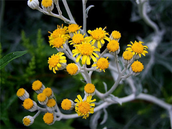 Culturing method of white cloth chrysanthemum