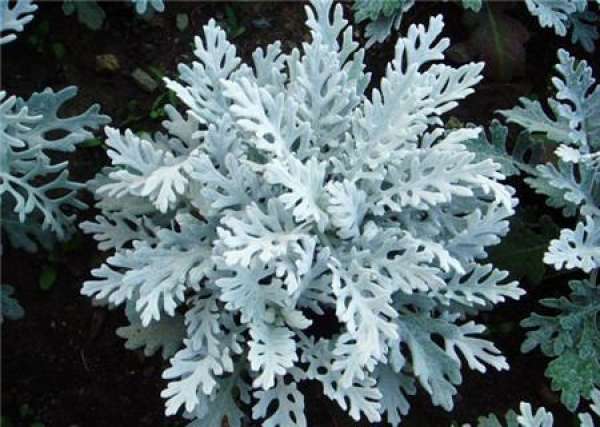 Matters needing attention in the cultivation of Chrysanthemum morifolium