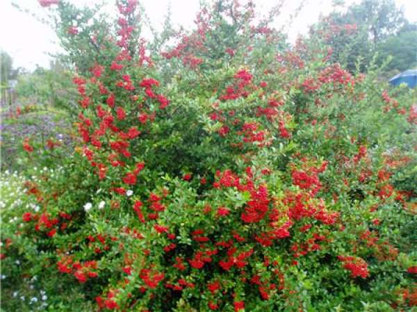 Precautions for Elderberry Culture