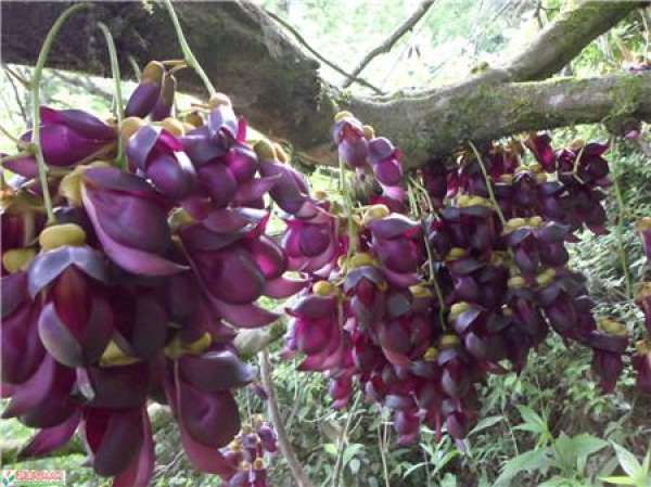 Cultivation method of Mucuna sempervirens