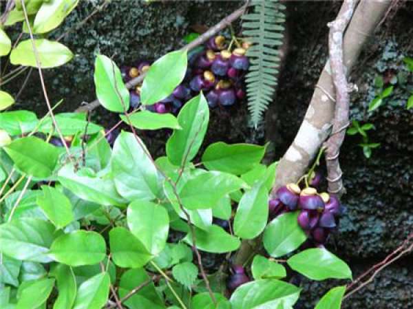 Matters needing attention in the cultivation of Mucuna sempervirens