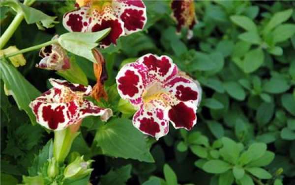 Method for culturing monkey face flower
