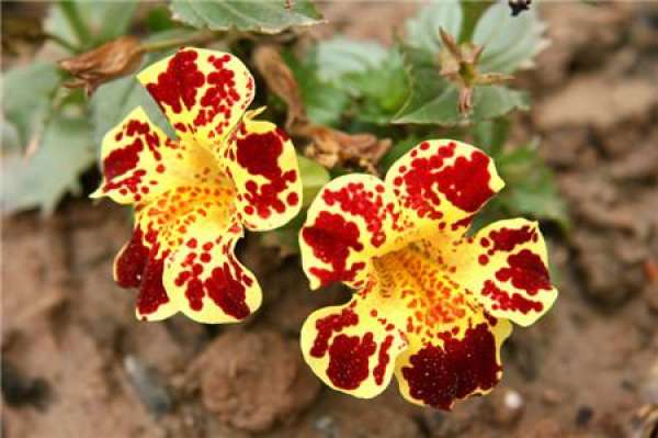 Matters needing attention in the cultivation of monkey face flower