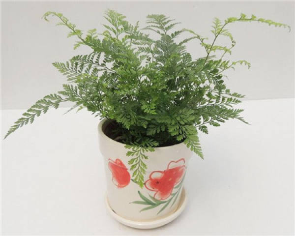 Method for culturing Chinese wolfsbane