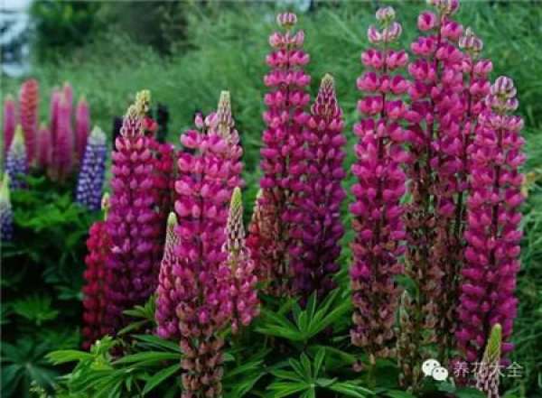Lupine