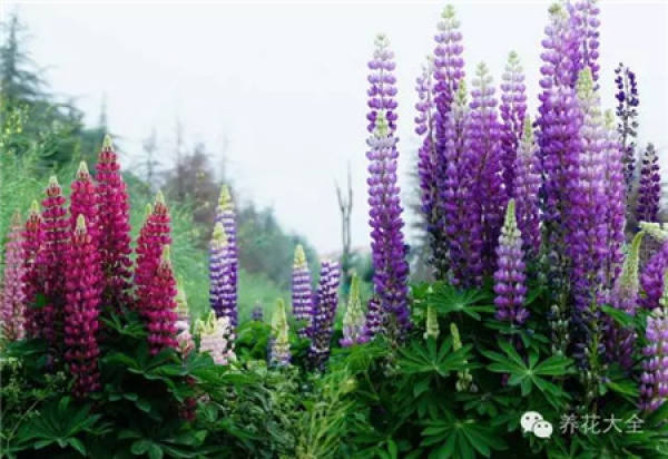 Lupine