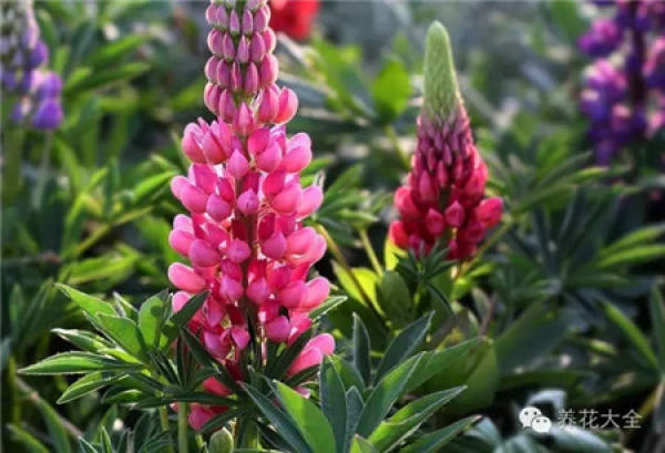Lupine