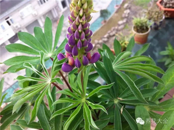 Lupine