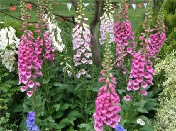 Lupine