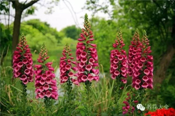 Lupine