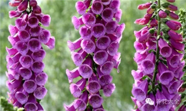 Lupine
