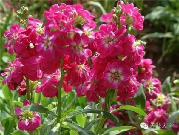 Lupine