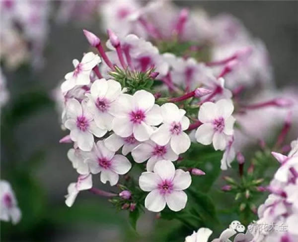 Lupine