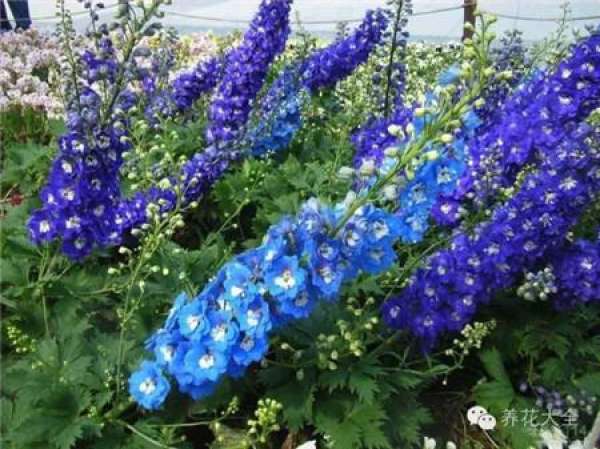 Lupine