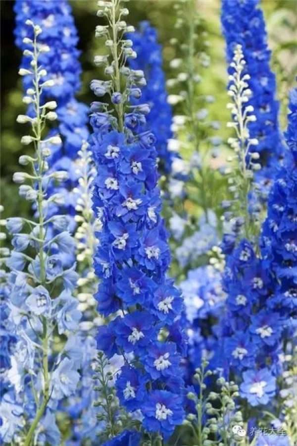 Lupine