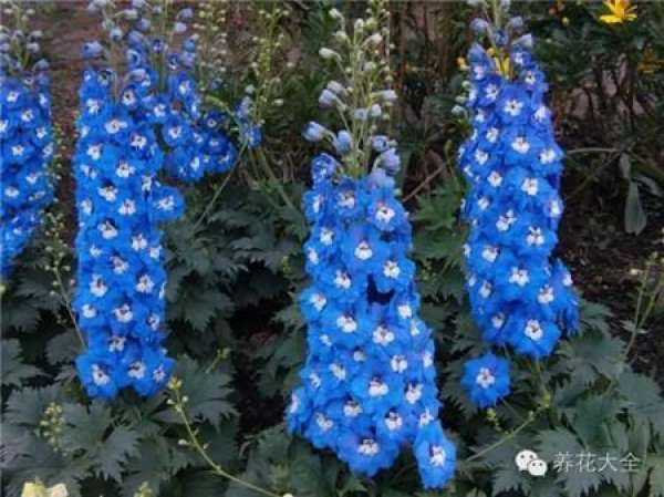Lupine