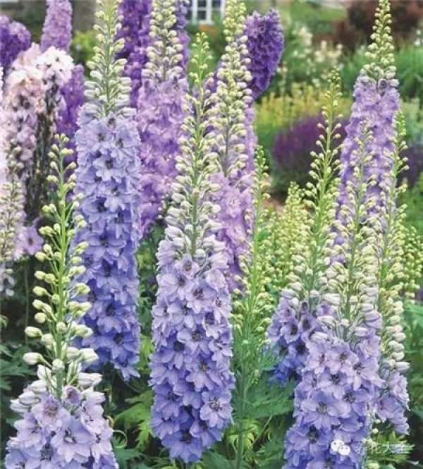 Lupine