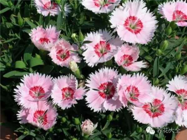 Dianthus chinensis maintenance method