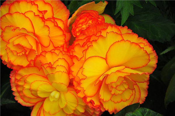 Matters needing attention in breeding Begonia tuberhybrida