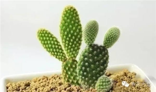 What does the cactus of officinal value look like?