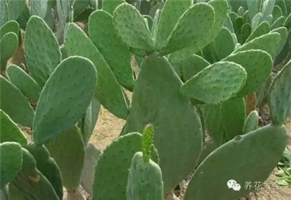 What does the cactus of officinal value look like?