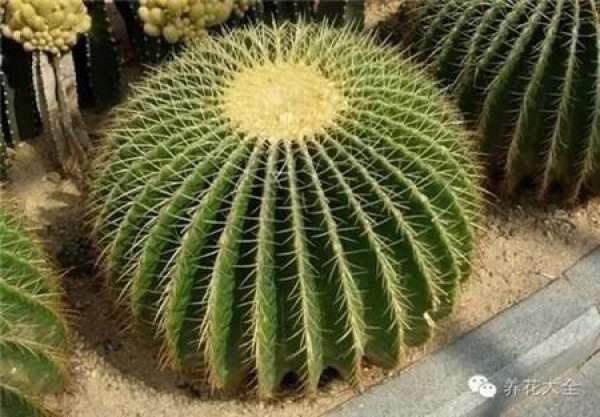 Cactus use taboo