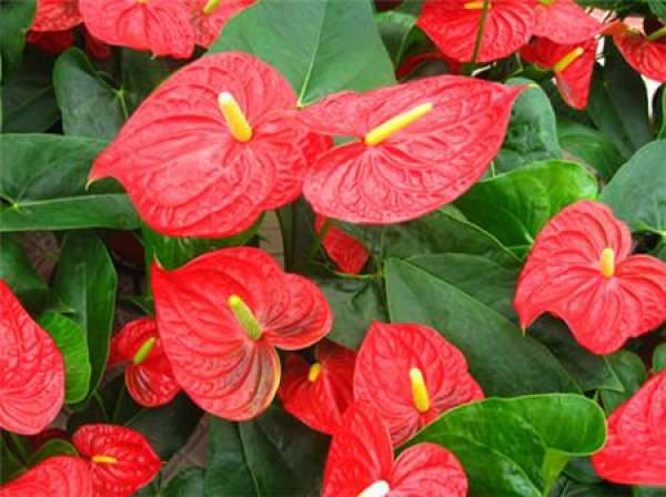 Anthurium