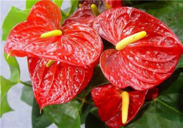 Experience of Anthurium andraeanum cultivation