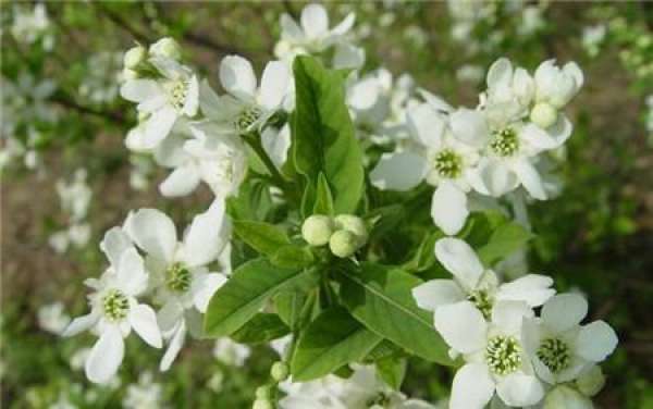 Method for culturing white azalea