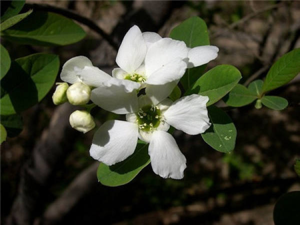 Matters needing attention in the cultivation of white azalea