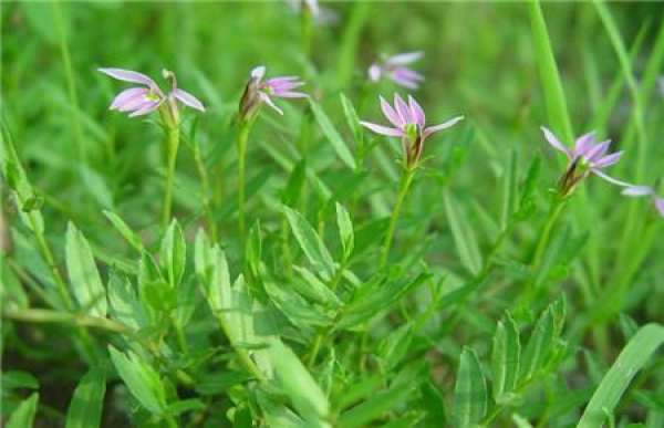Breed method of Chinese lobelia