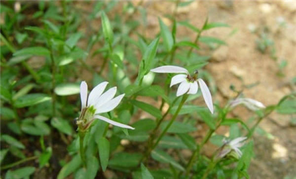 Matters needing attention in breeding Lobelia chinensis
