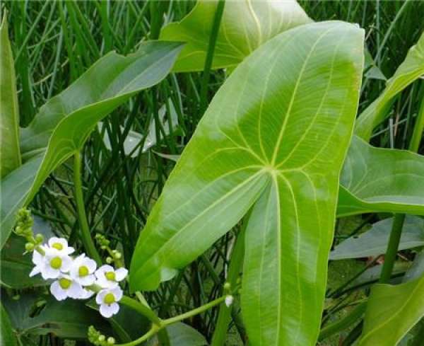 Matters needing attention in the cultivation of arrowhead