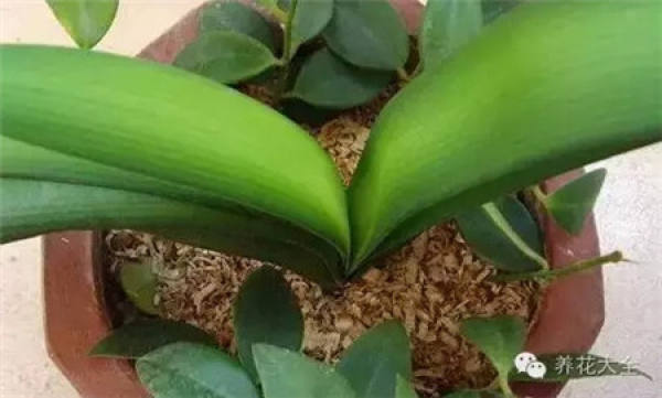 Advantages of growing flowers with sawdust-light, water-absorbing and breathable