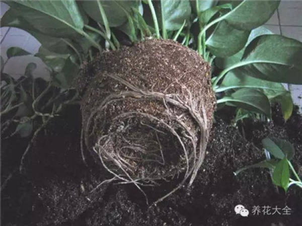benefits of raising flowers with sawdust - light, absorbent and breathable