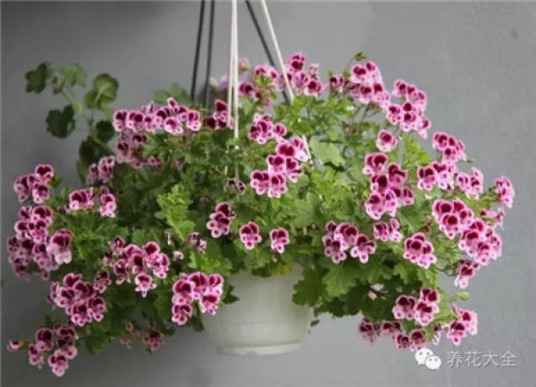 Put it on the surface of potted soil.