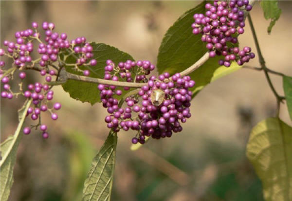 Method for culturing beautyberry