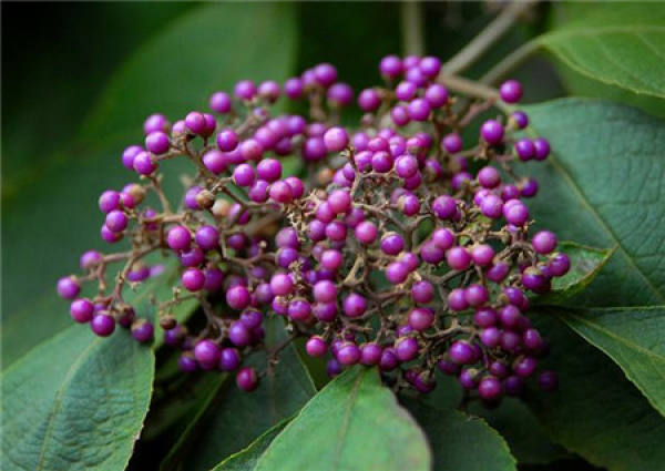 Matters needing attention in Callicarpa cultivation