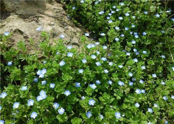 Method for culturing speedwell