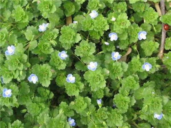 Precautions for the cultivation of Veronica