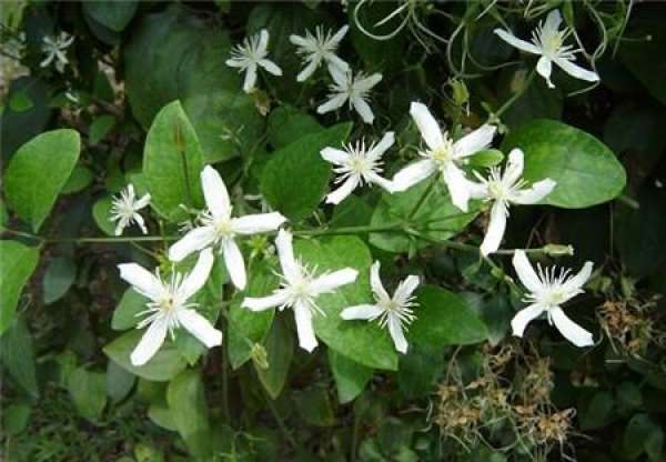 cultivation method of Clematis