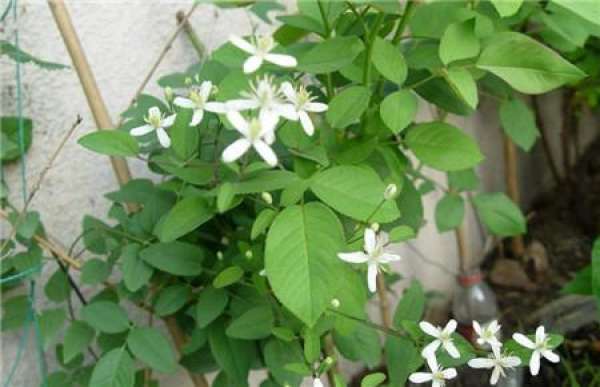 Cautions for cultivation of Clematis chinensis Osbeck