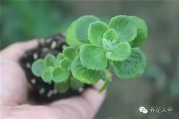 Toupingxiang