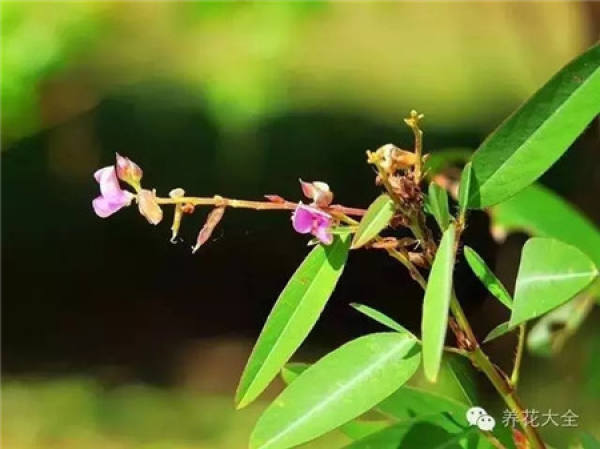 Toupingxiang