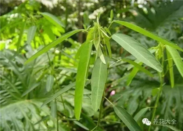 Toupingxiang
