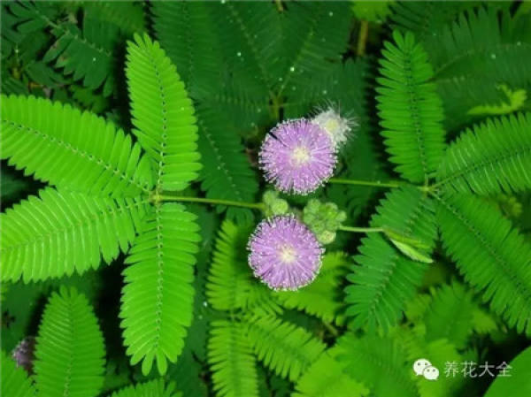 Toupingxiang