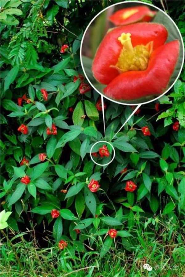 Hot Lips Grass Picture