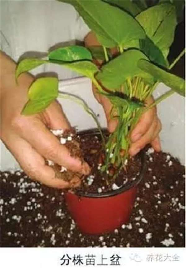 Maintenance after plant division
