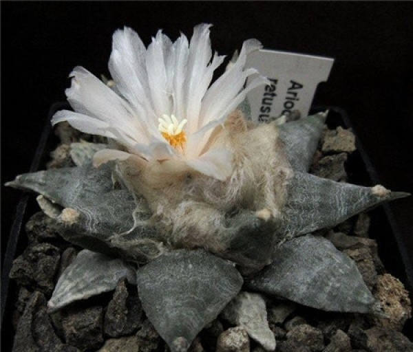Method for culturing rock peony